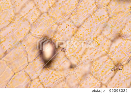 Cell structure flower, View of chromoplast showing in plant cells under the microscope for classroom education. 96098022