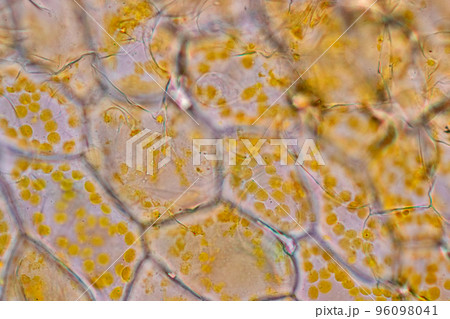 Cell structure flower, View of chromoplast showing in plant cells under the microscope for classroom education. 96098041