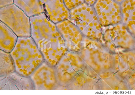 Cell structure flower, View of chromoplast showing in plant cells under the microscope for classroom education. 96098042
