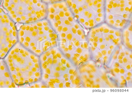 Cell structure flower, View of chromoplast showing in plant cells under the microscope for classroom education. 96098044
