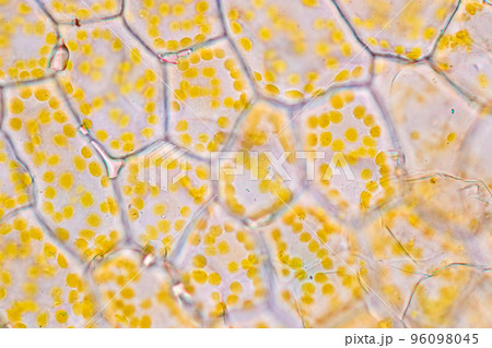 Cell structure flower, View of chromoplast showing in plant cells under the microscope for classroom education. 96098045