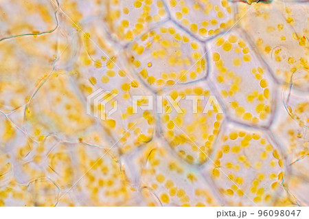 Cell structure flower, View of chromoplast showing in plant cells under the microscope for classroom education. 96098047