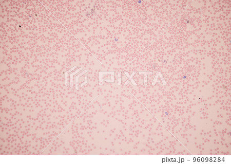 Tissue of Blood human, Vein human, Artery human and Heart muscle human under the microscope in Lab. 96098284