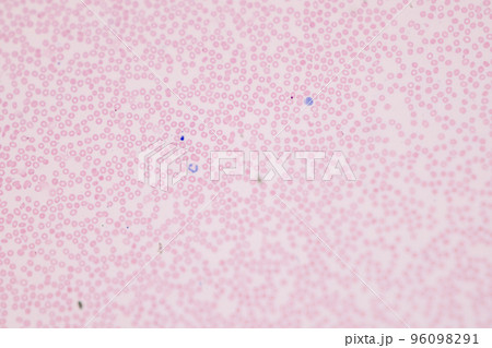 Tissue of Blood human, Vein human, Artery human and Heart muscle human under the microscope in Lab. 96098291