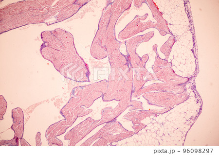 Tissue of Blood human, Vein human, Artery human and Heart muscle human under the microscope in Lab. 96098297