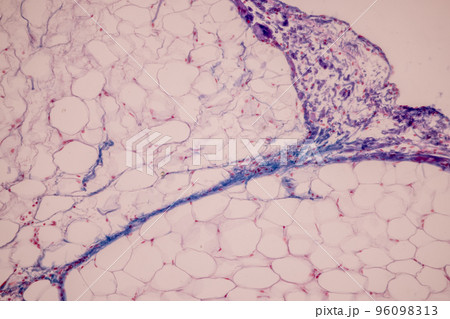 Tissue of Blood human, Vein human, Artery human and Heart muscle human under the microscope in Lab. 96098313