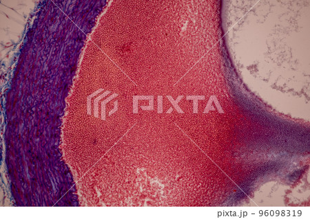Tissue of Blood human, Vein human, Artery human and Heart muscle human under the microscope in Lab. Tissue of Blood human, Vein human, Artery human and Heart muscle human under the microscope in Lab. 96098319