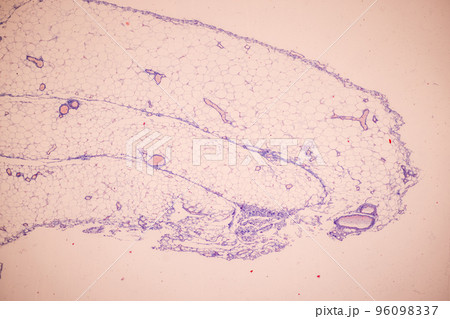 Tissue of Blood human, Vein human, Artery human and Heart muscle human under the microscope in Lab. 96098337