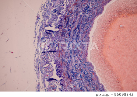 Tissue of Blood human, Vein human, Artery human and Heart muscle human under the microscope in Lab. 96098342