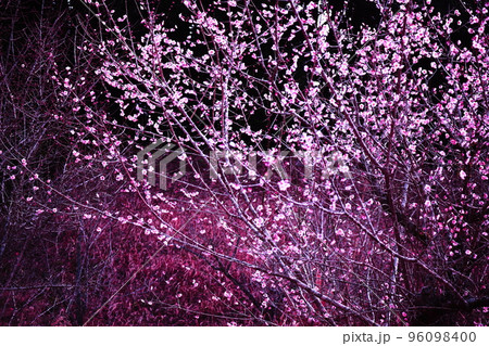 幻想的な美しい梅の花 96098400