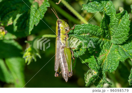 コバネイナゴ 96098579