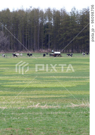 北海道 十勝地方 放牧される牛 北海道 十勝地方 放牧される牛 96098706