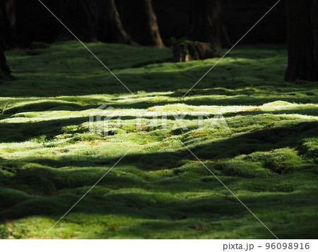 苔むした地面に差しこむ太陽の光 96098916