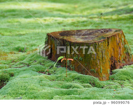 苔むした地面に生えた植物の新芽と切り株 96099076