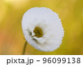 コスモス黄色のキャンパスに 96099138