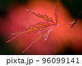 赤の中の紅葉 96099141