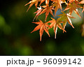 雨あがりの紅葉 96099142