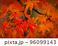 燃え上がる紅葉 96099143