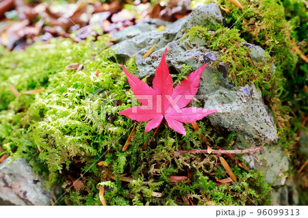 愛媛県　内子町　小田深山渓谷 　苔　紅葉 96099313