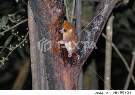 Night Portrait of the brown mouse lemur Microcebus rufus aka eastern rufous or russet in Ranomafana, Fianarantsoa, madagascar 96099358