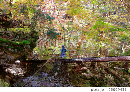 愛媛県　内子町　小田深山　秋　丸太橋 橋 96099431