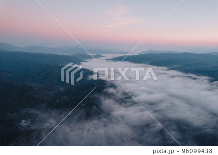 Morning golden mist in the forest and morning light Morning golden mist in the forest and morning light 96099438