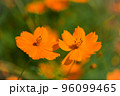 仲良く二輪コスモス 96099465