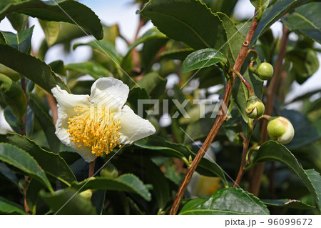 お茶の花 96099672