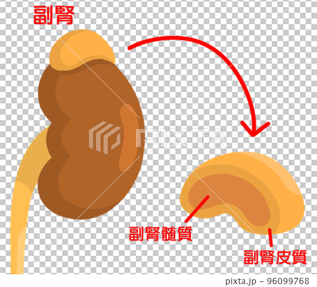 副腎の構造のイラスト素材 [96099768] - PIXTA