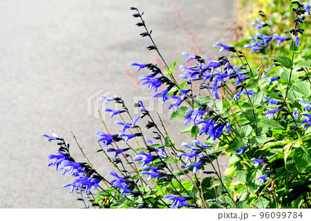 サルビア・グアラニチカ 96099784