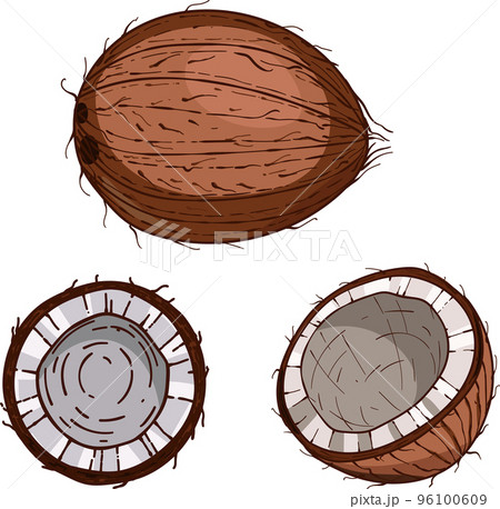 Hand drawn Coconut. sketch vector tropical food illustration. Coconut palm fruit isolated on a white background 96100609