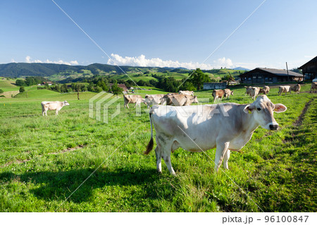 Cows in pasture on alpine meadow Cows in pasture on alpine meadow 96100847