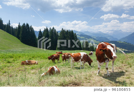 Cows in pasture on alpine meadow Cows in pasture on alpine meadow 96100855