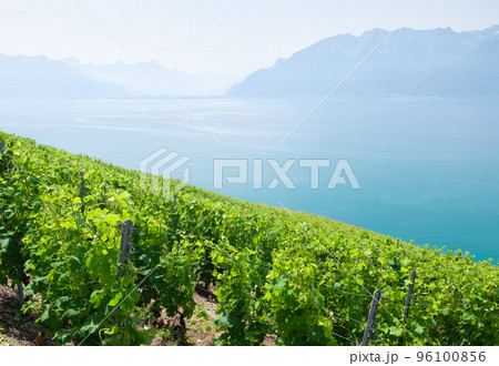 Beautiful sunny landscape with vineyards near lake 96100856