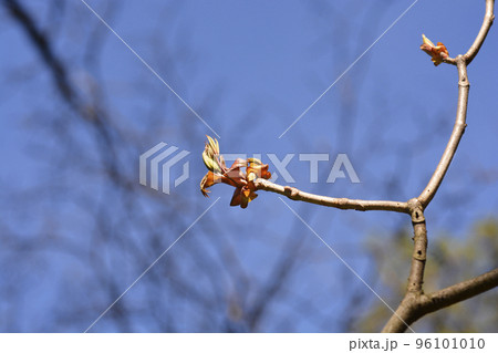 Bottlebrush buckeye 96101010