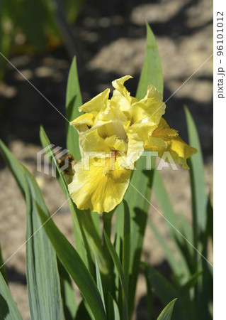 Standard Dwarf Bearded Iris Rabbits Foot 96101012