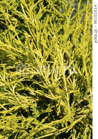 Sawara cypress Filifera Aurea Sawara cypress Filifera Aurea 96101014