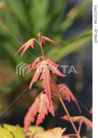 Japanese Maple Orange Dream 96101045