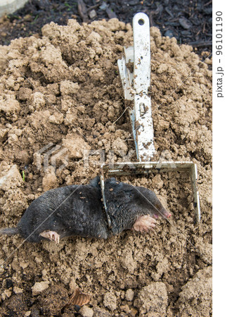 Caught european mole inside a trap placed on mole hill Caught european mole inside a trap placed on mole hill 96101190