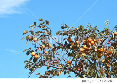 柿の木 96101261