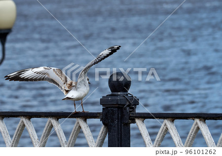 Close-up of a seagull perched on a metal fence 96101262