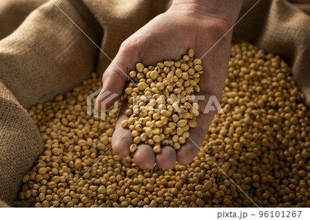 Caucasian male showing soybeans in his hands over burlap sack 96101267
