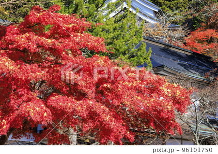 紅葉真っ盛りの高野山 紅葉真っ盛りの高野山 96101750