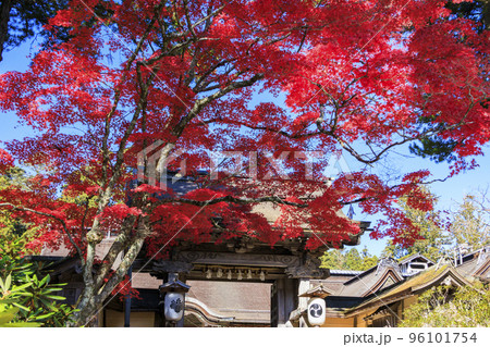 紅葉真っ盛りの高野山 紅葉真っ盛りの高野山 96101754