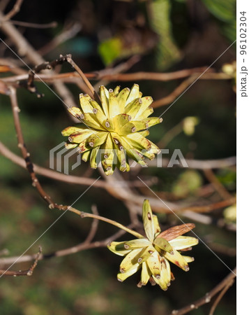 カレンボクの果実 96102304