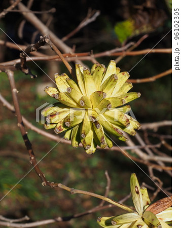 カレンボクの果実 カレンボクの果実 96102305