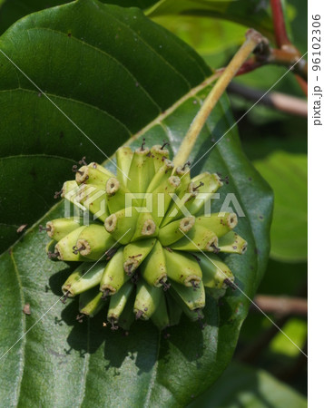 カレンボクの果実 96102306