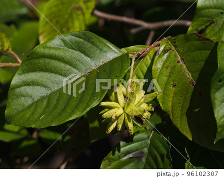 カレンボクの果実 カレンボクの果実 96102307