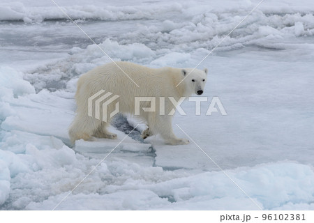 Wild polar bear on pack ice in Arctic sea Wild polar bear on pack ice in Arctic sea 96102381
