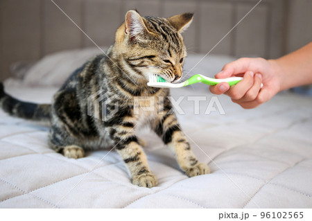 A woman brushes a cat's teeth with a toothbrush. 96102565